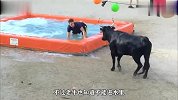 男子泼了大黑牛一脸水，本以为牛忍住了，结果就朝着其他人出气