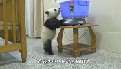 每只熊猫背后，都有一个想要揍死它的饲养员！