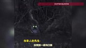 男子观鸟偶遇百米外的东北虎，既兴奋又紧张，肾上腺素直接拉满