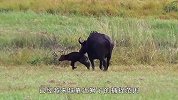 3只雄狮盯上落单野牛母子！生死关头，母牛断后为幼崽争一线生机