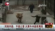河南许昌：不速之客 大黄牛冲进家属院