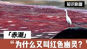 赤潮为什么又叫红色幽灵？