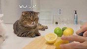 铲屎官给猫咪吃柠檬，看到露露的反应，要笑出眼泪了