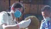 广西海关销毁超18吨走私榴莲做成有机肥