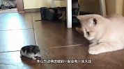 主人怕猫咪无聊给它买了只仓鼠，一个月后，主人-把仓鼠还我