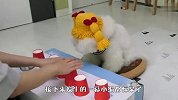 主人把骰子放纸杯里，狗子能猜对吗？场面笑爆了