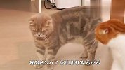 猫爸猫妈正在打架，不料被孩子撞个正着，下一秒请忍住别笑