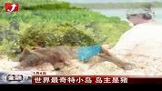 世界最奇特小岛 岛主是猪-1月5日