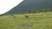 刚出生的小角马居然用头连续顶撞雄狮，果真是无知者无畏