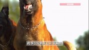 蚌埠几名男子放烈性犬撕咬小猫，警方介入