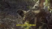 花豹作死偷袭小狒狒，不料被狒狒群上去一顿暴打，吓得狼狈逃窜