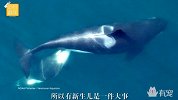 可怕！华盛顿海岸惊现杀人鲸宝宝