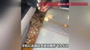 一女子驾车急刹，后备箱百枚鸡蛋飞入车内，蛋液四处散落