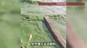 云南昆明滇池部分水域出现绿浪，水体有浓稠感，滇池管理局回应