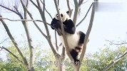 没点本事怎么当国宝？让你们看看什么是爬树高手！