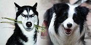 没有对比就没有伤害！敏捷犬大赛哈士奇VS边牧 两种不同的画风