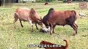 斗牛比赛现场，两头牛正在激烈碰撞，有条不长眼的狗走了过去