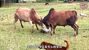 斗牛比赛现场，两头牛正在激烈碰撞，有条不长眼的狗走了过去