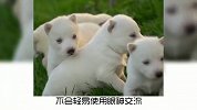 宠物冷知识：狗狗能有多深情，可爱的狗子