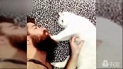 斯芬克斯猫最爱主人大胡子，这个胡子喵能玩一年