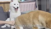 一直握着狗子尾巴不放，柴犬会是啥反应？看完忍住别笑