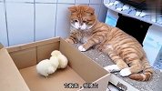 你俩别睡了，来玩躲猫猫啊