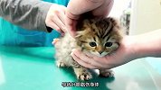 猫咪灵魂拷问（你当初为什么选择我？）
