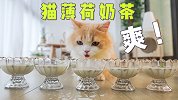 铲屎官自制猫薄荷奶茶！小小一杯猫咪起飞！
