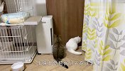 猫咪被关在屋里，差点气炸毛了，接下来忍住别笑