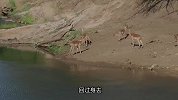 黑斑羚河边喝水，没想到鳄鱼趁机突袭，瞬间将羚羊吞没