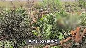 村民哭诉300棵果树一夜被砍光，村支书：10多名同村村民所砍