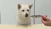 主人吩咐柴犬看着食物，狗子能忍住不吃吗？场面笑爆了