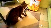 天生的死敌猫与蛇的争斗 猫蛇大战6分钟 弱蛇惨败终成美味