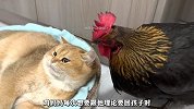 小鸡竟然认了大黄猫做妈妈，亲妈在一旁哭成泪人