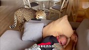 一只猎豹溜进住宅，不知情的小哥还在睡大觉，还好猎豹没攻击性