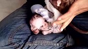刚出生小猴遇上大暴雨，小小身躯被雨水冲击，险些被淋死