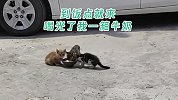 3只小猫组团到派出所蹭吃数天 民警笑称：已喝光我一箱牛奶