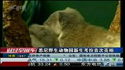 悉尼野生动物园新生考拉首次亮相-6月30日