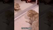 盘点小猫咪的11个有趣瞬间，主人我可不喜欢吃黄瓜啊