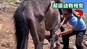 这匹马瘦的皮包骨头，获救后连喝三桶水，对救助人由抗拒到信任