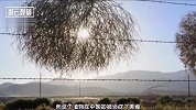 美国最怕的植物，能自己行走破坏力很强，在中国却被端上了饭桌！