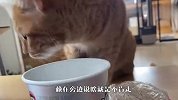 主人吃独食，水獭和猫咪看后躲得远远的，原因太逗了