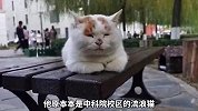 流浪猫被人收留后，变化有多大？