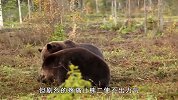 棕熊之间的王者之争！熊二被熊一打得大吐苦水，熊二会就此罢休吗