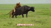 雄狮向母狮展示狩猎技巧，结果母狮却跟别人跑了，雄狮脸都绿了！