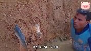 河边土墙传来动静，小伙上前查看有意外发现，最后收获一大盆鱼