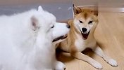 萨摩耶和柴犬打架，没想到这么好玩，场面笑爆了