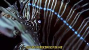 狮子鱼漂亮的外表隐藏18根毒刺，凭借真空吸食猎物，快如闪电