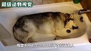 主人没带二哈出去玩，二哈躺在浴缸不断抱怨，太逗了