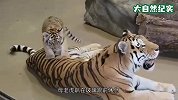 小老虎爬上母老虎的背，画面满满都是爱